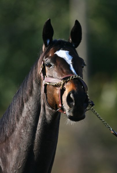 Zenyatta close-up with her neck outstretched.