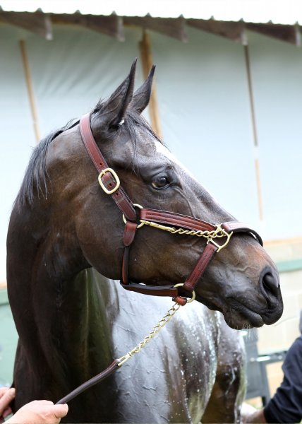 Zenyatta close-up with her head turned to her left.