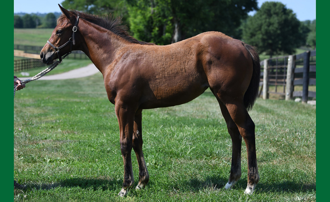 Accelerate Weanling