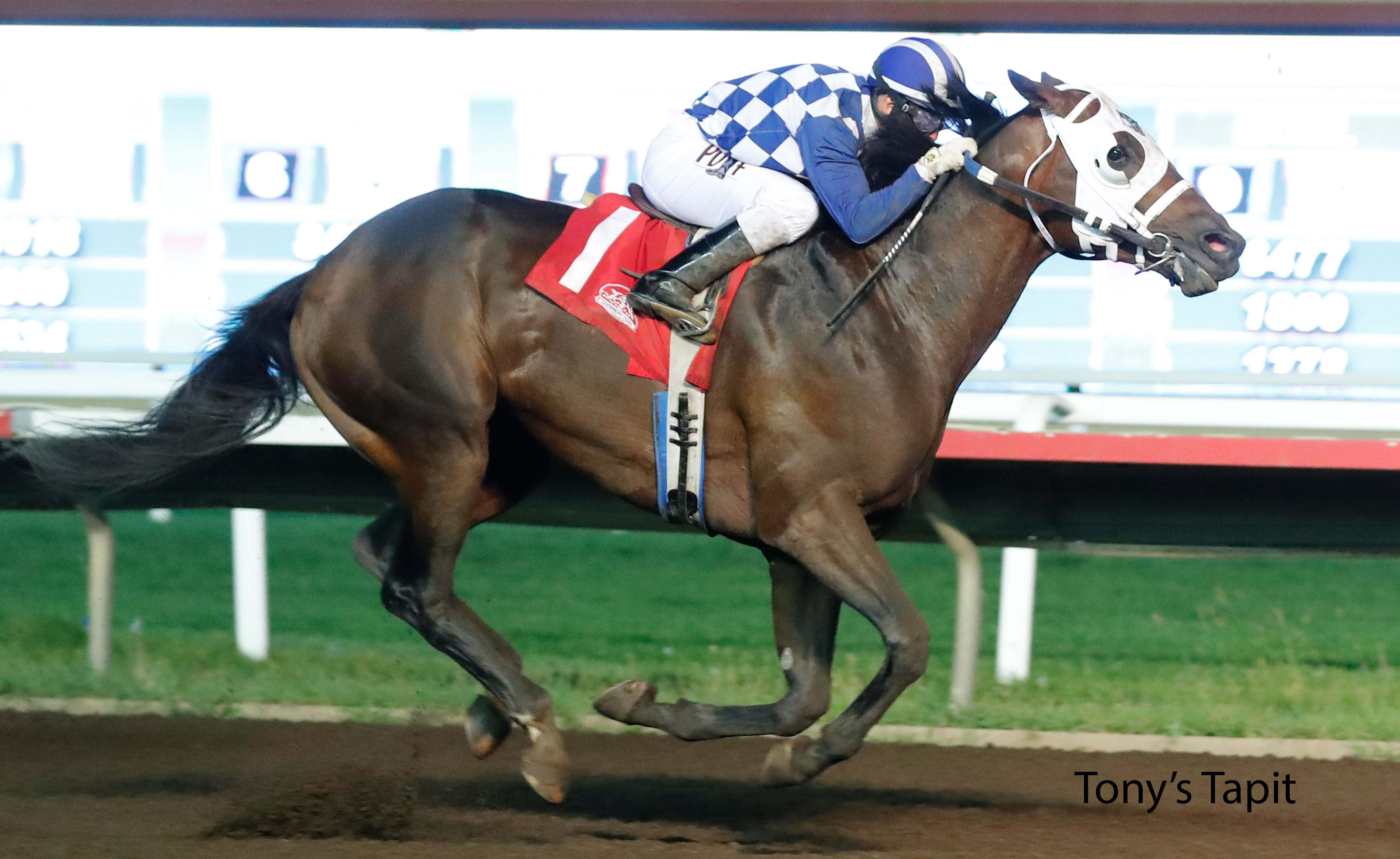 Racing image of Tony's Tapit