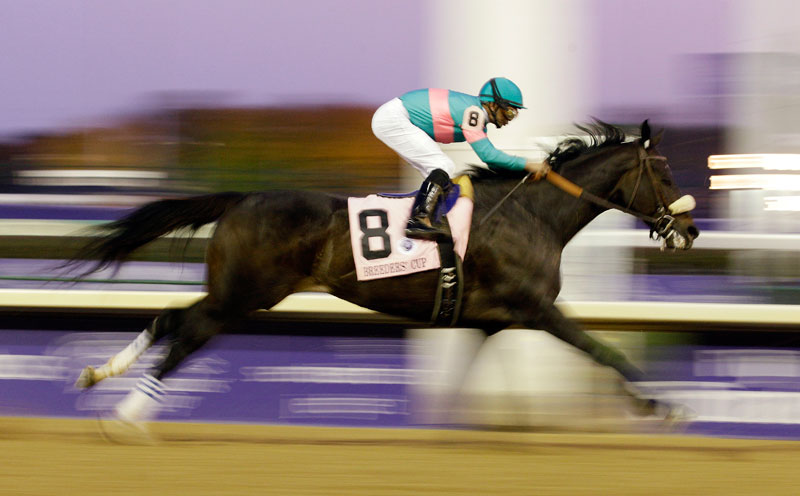Zenyatta with jockey running on a track with the background blurry for effect.