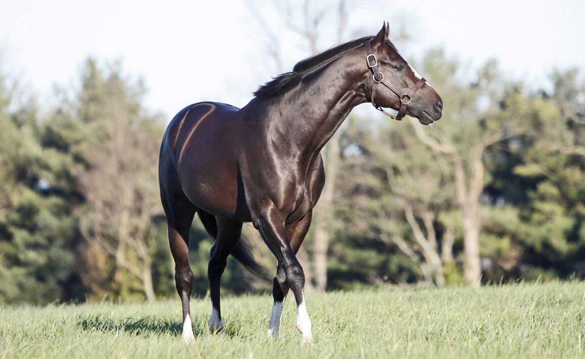 Honor Code standing in a field.