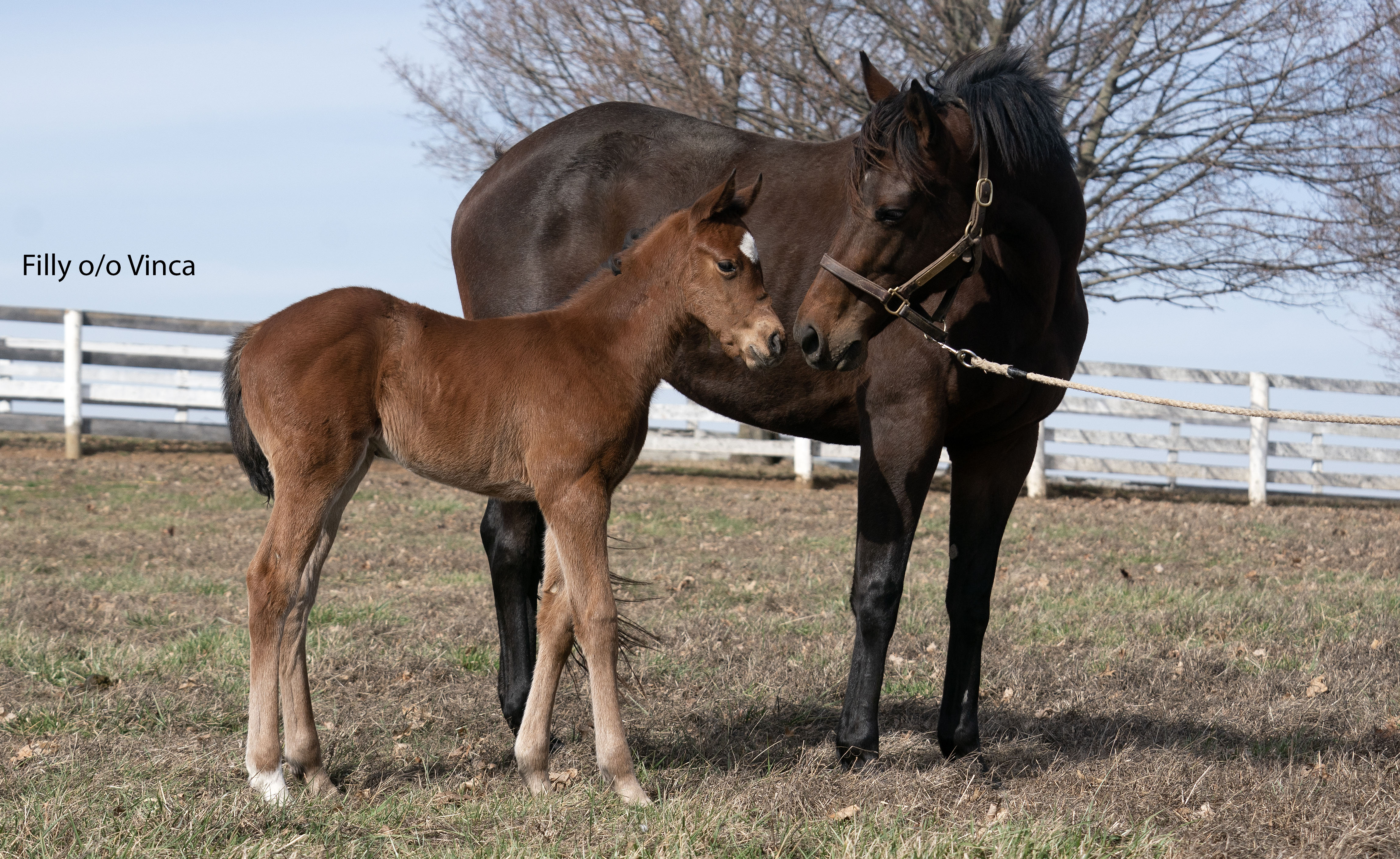 image of Vinca filly