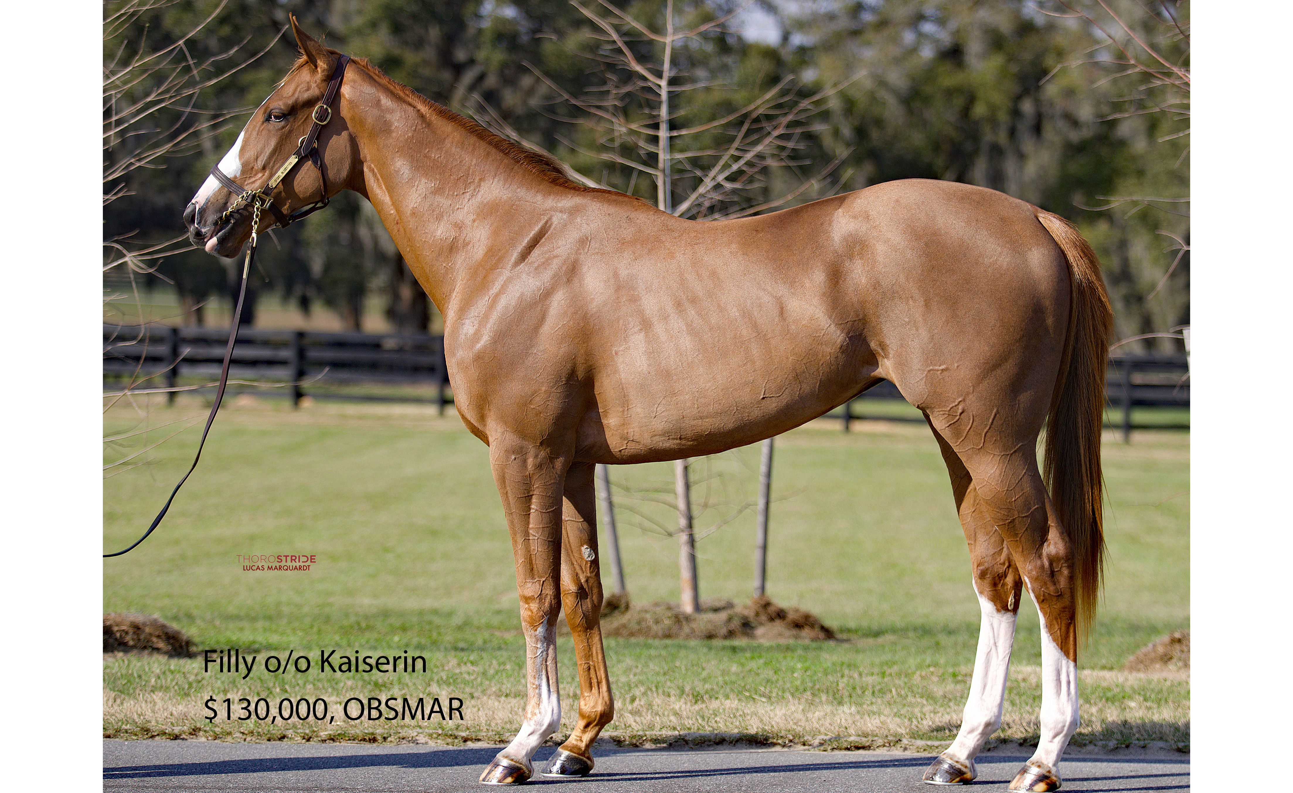 image of kaiserin filly