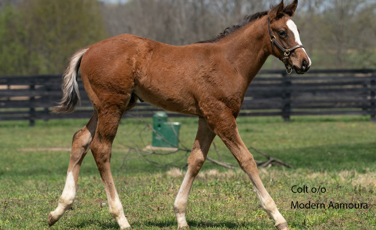 Modern Aamoura colt
