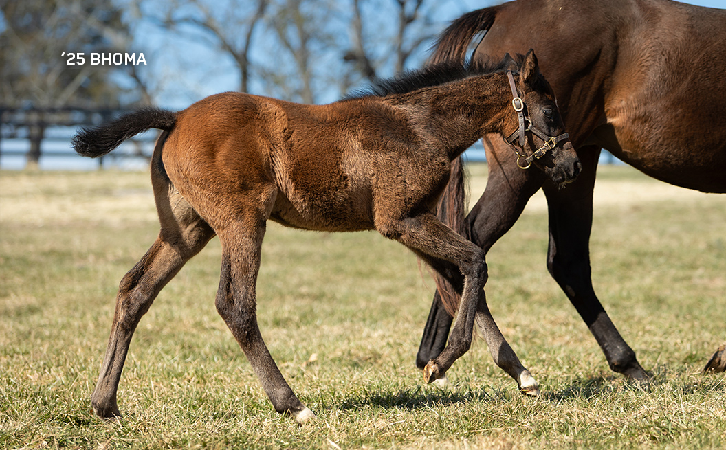 2025 filly out of Bhoma