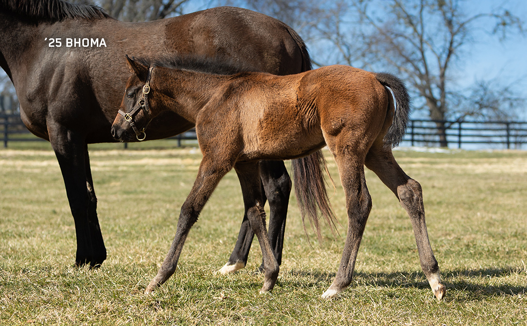 2025 filly out of Bhoma