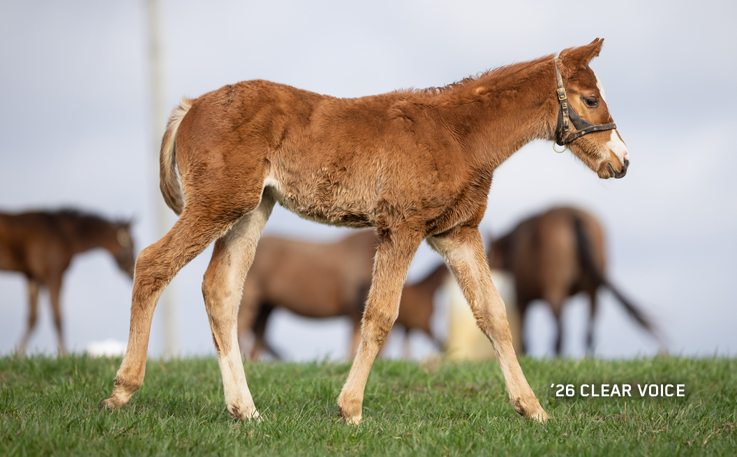 2026 filly out of Clear Voice