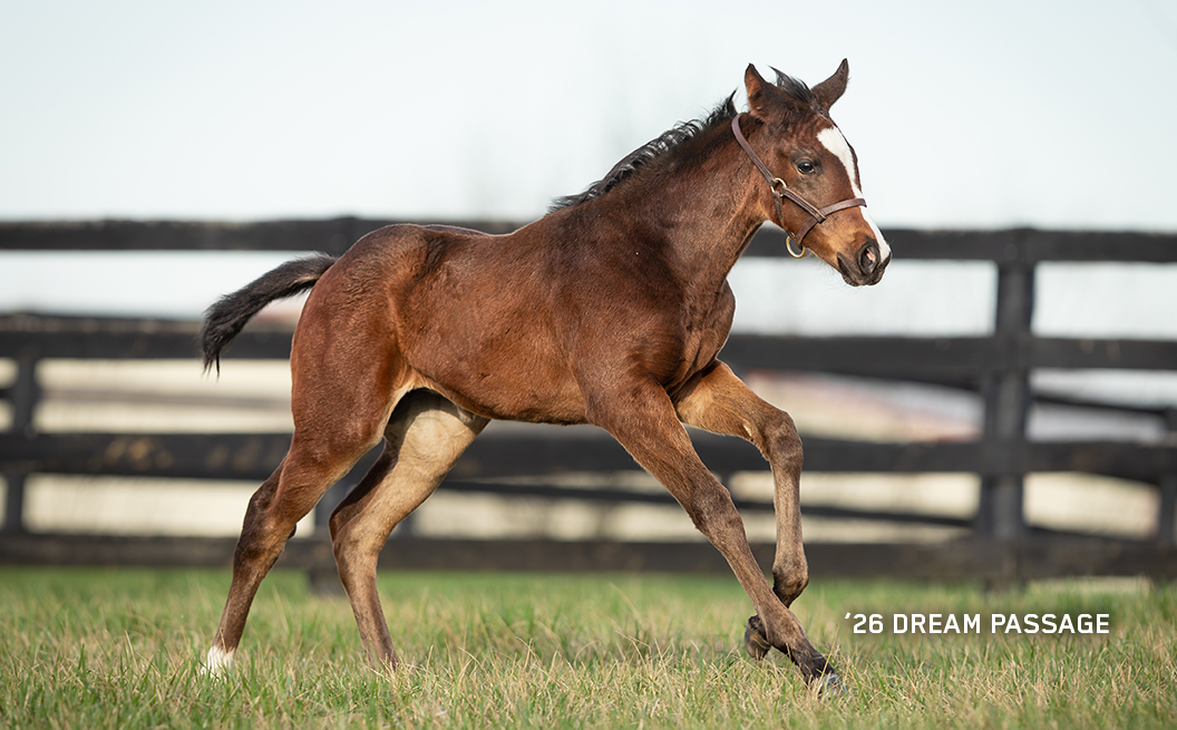 2026 Filly out of Dream Passage