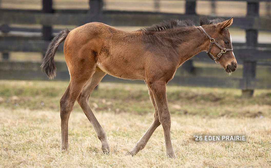 2026 colt out of Eden Prairie