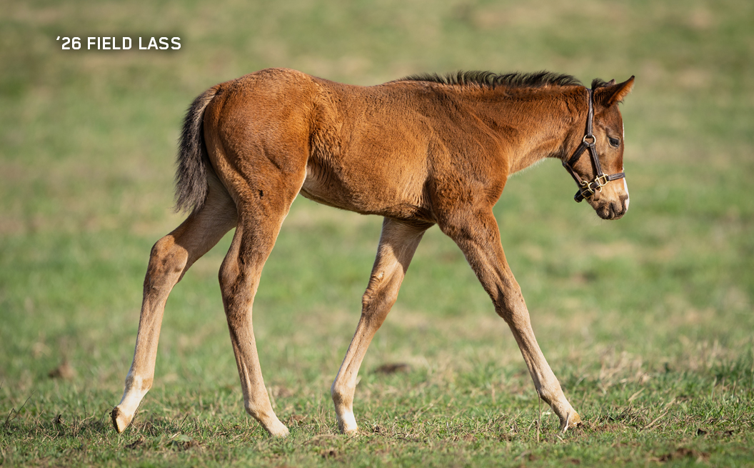 Filly out of Field Lass