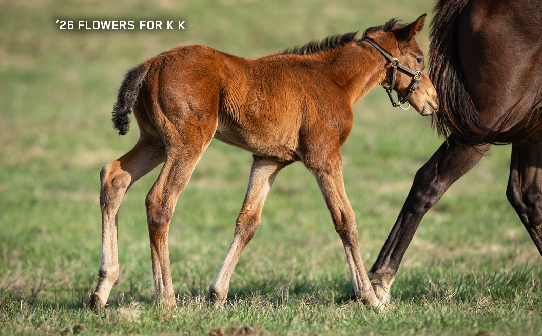 Colt out of Flowers for K K
