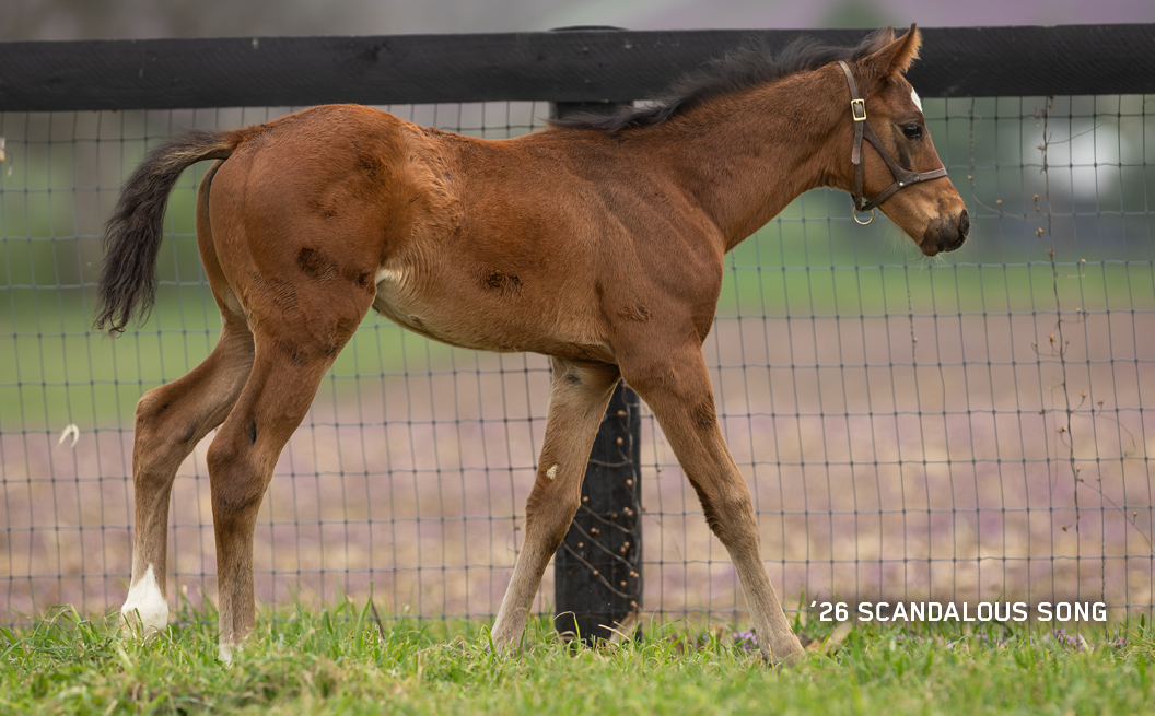 Colt out of Scandalous Song