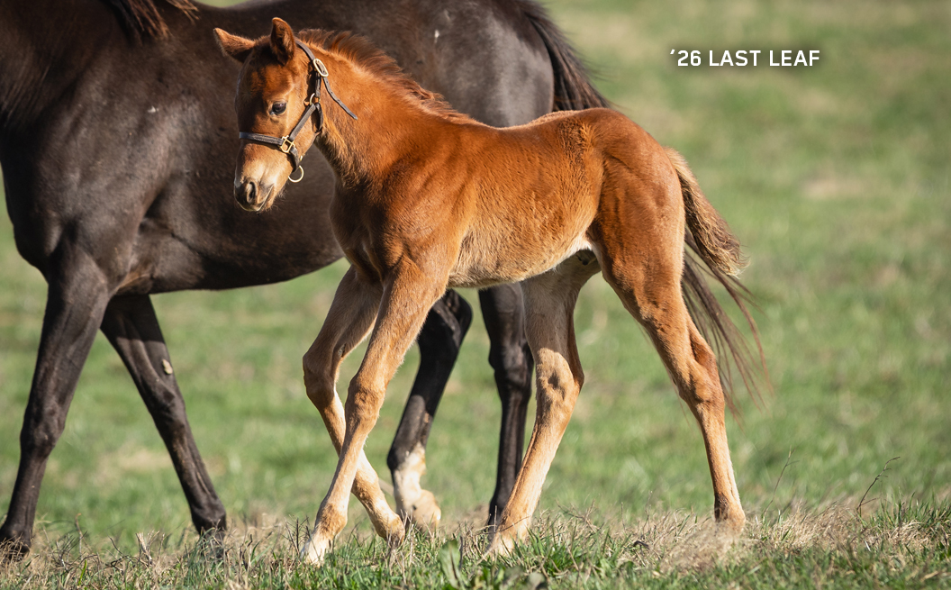 Colt out of Last Leaf