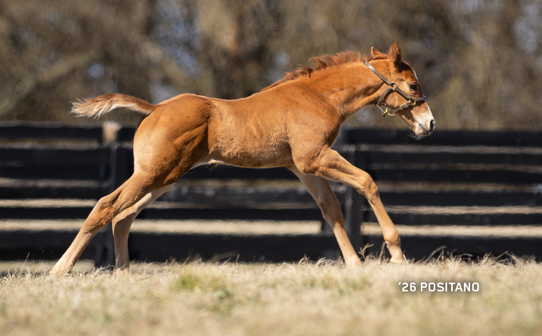 2026 colt out of Positano
