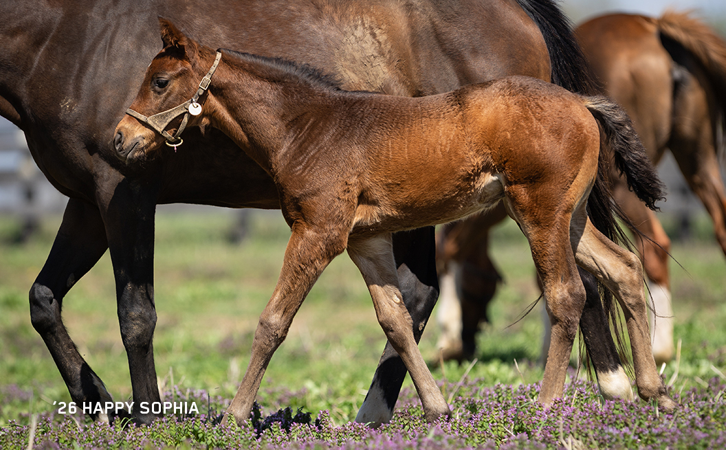Colt out of Happy Sophia