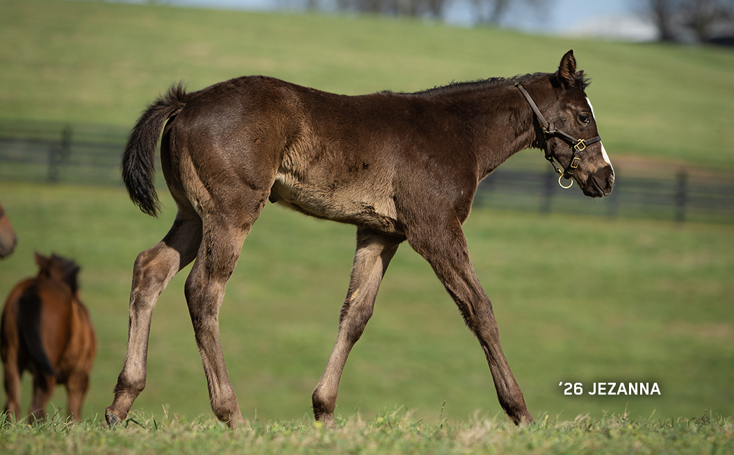 2026 Filly out of Jezanna