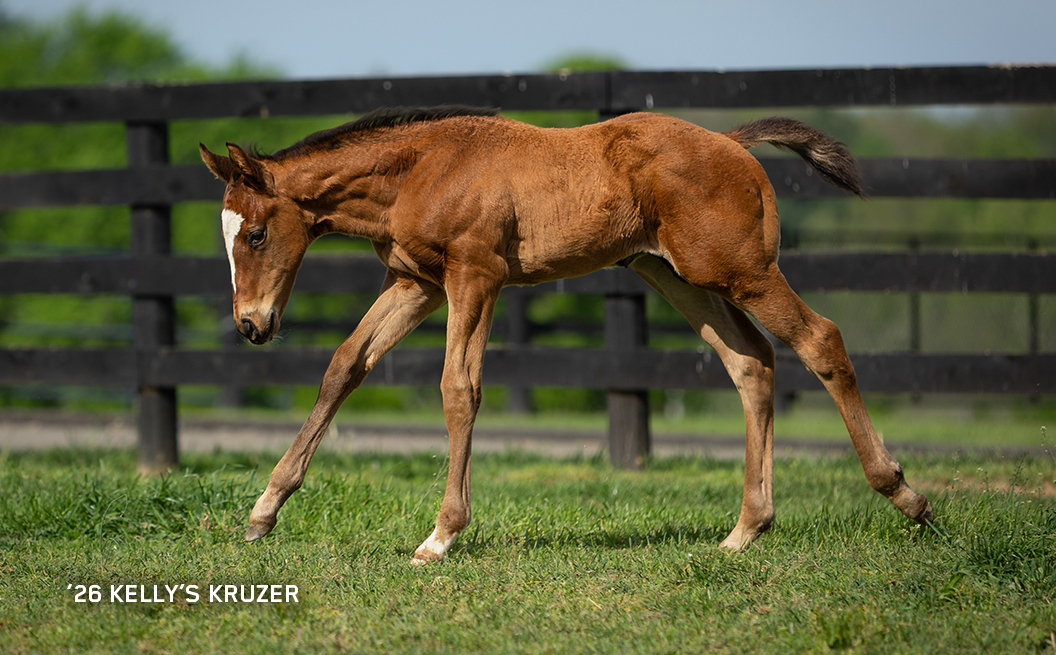 2026 colt out of Kelly's Kruzer