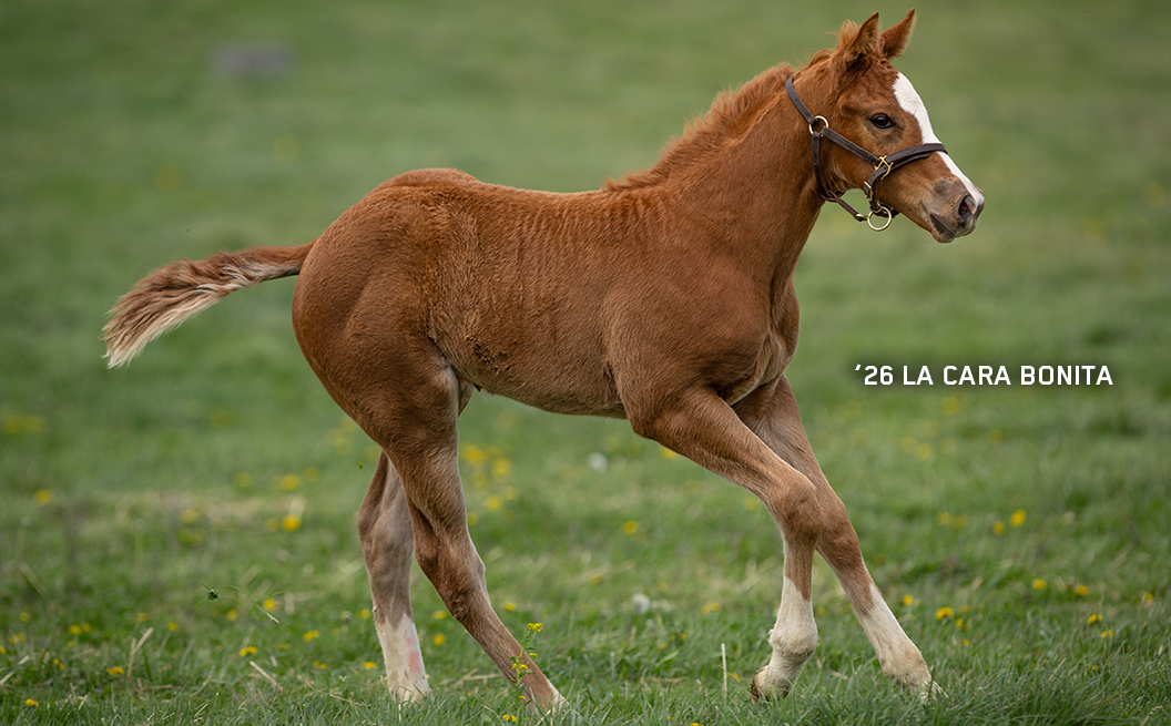 Colt out of La Cara Bonita