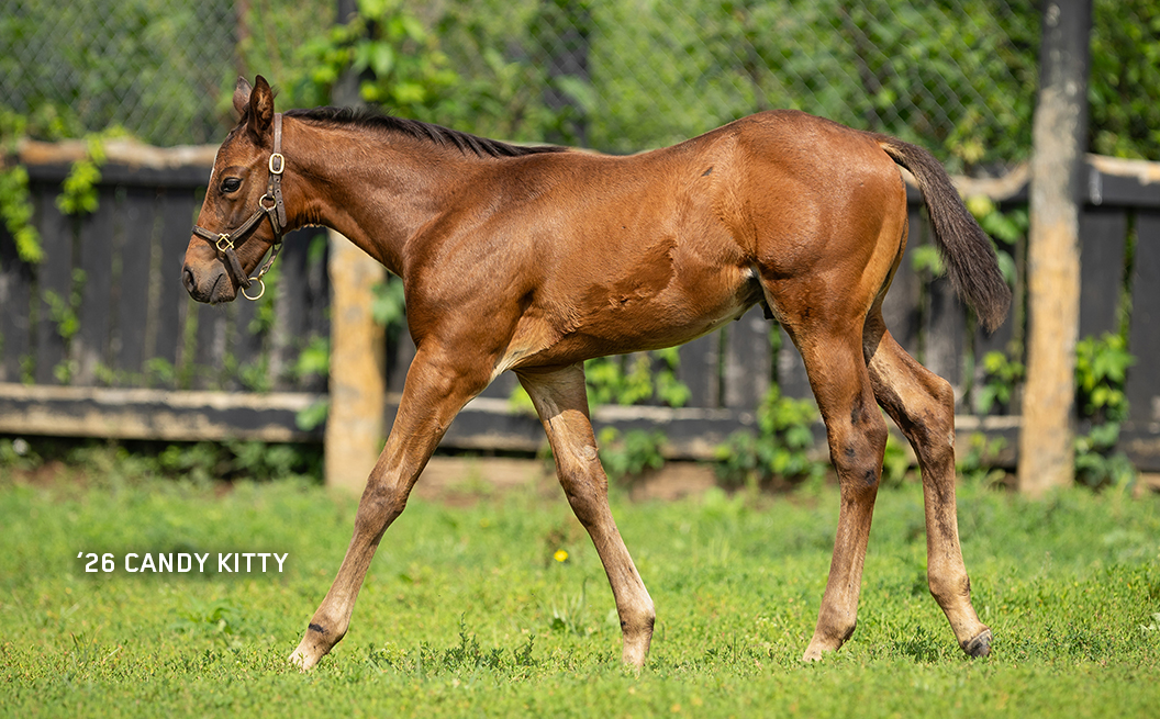Colt out of Candy Kitty