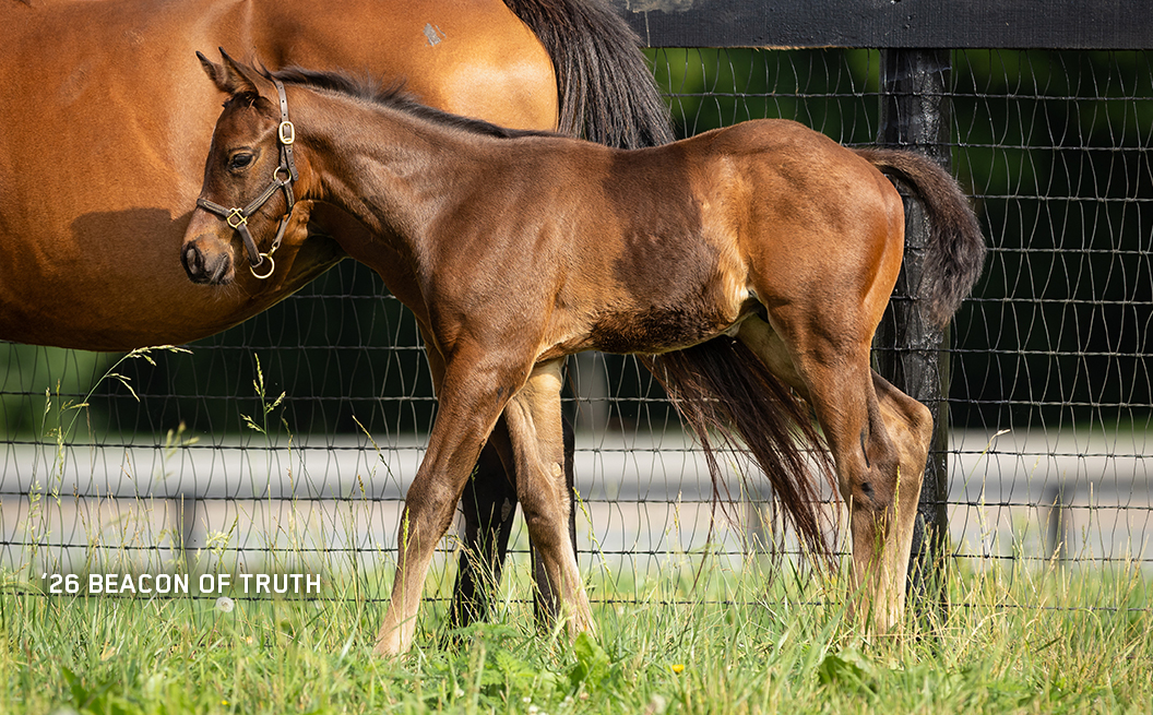 Colt out of Beacon of Truth