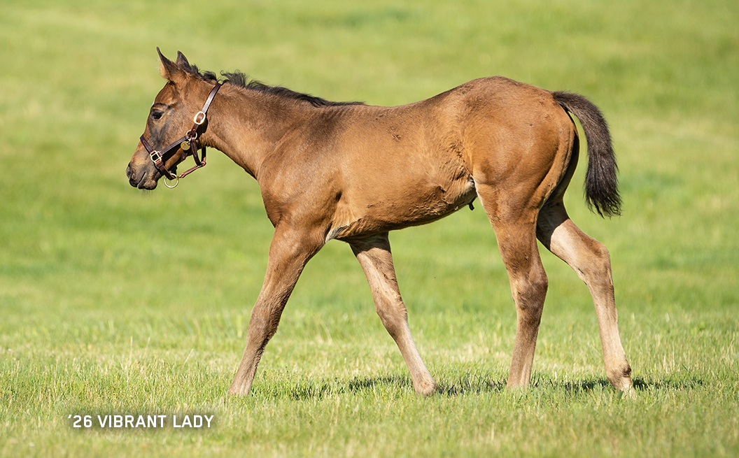 2026 filly out of Vibrant Lady