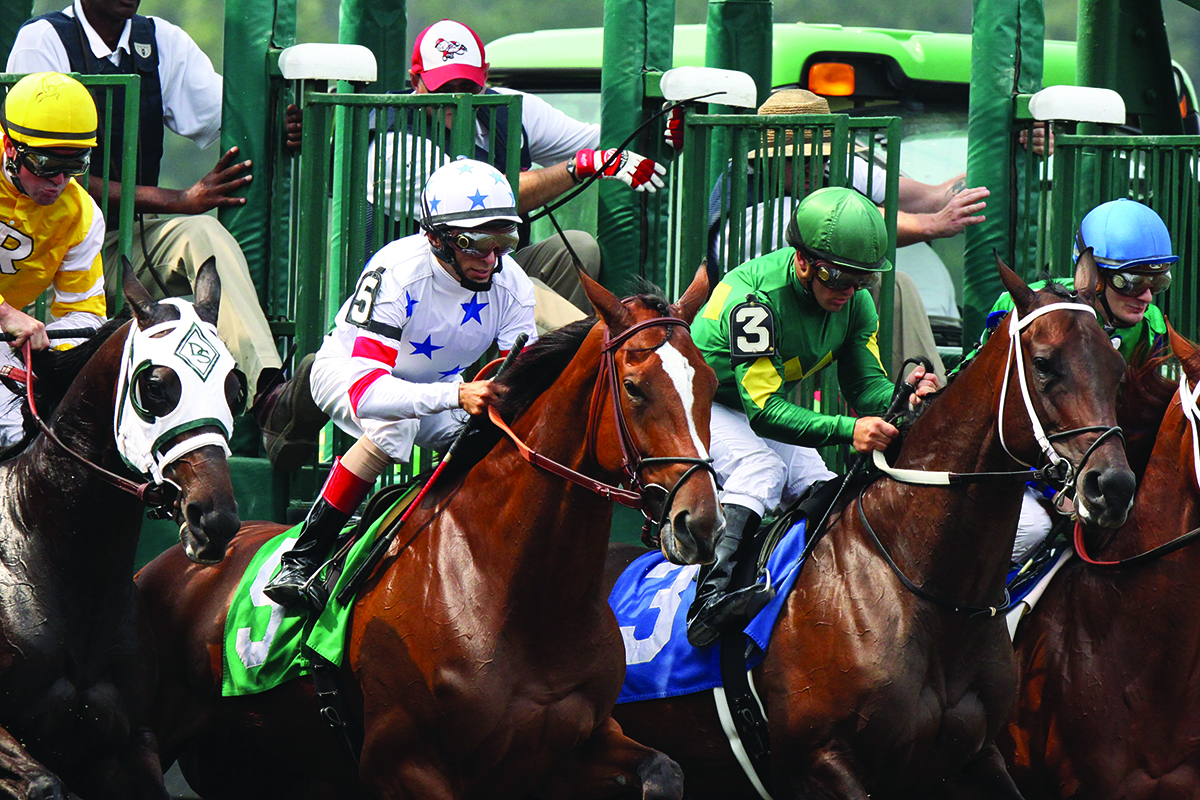 Horses at the starting gate of a racetrack