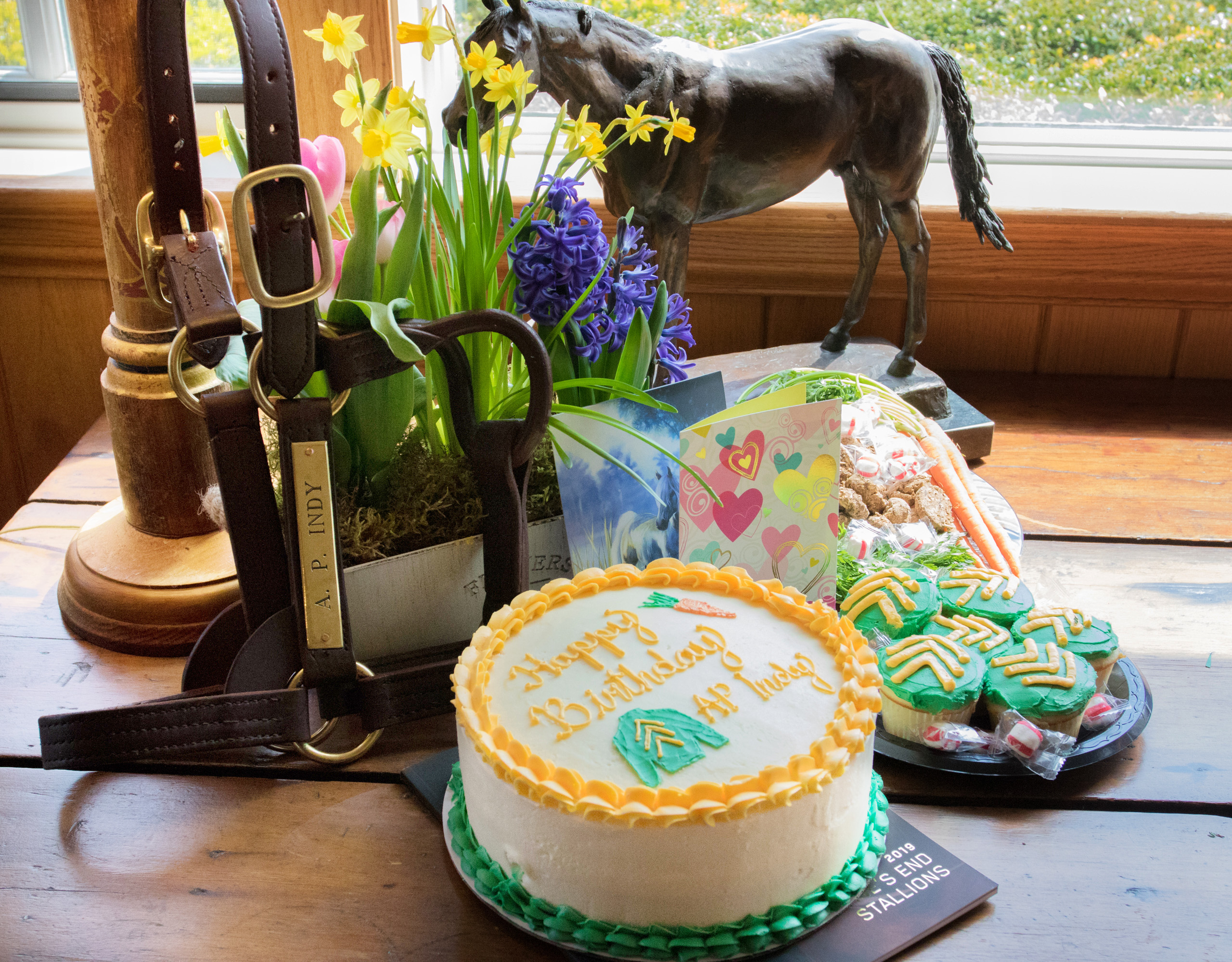A.P. Indy halter and birthday cake