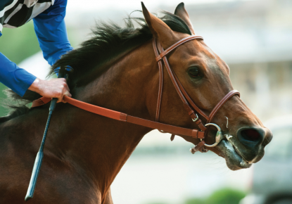 Profile of a horse being ridden by a jockey